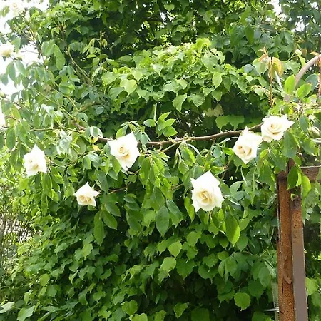 Appartamento Omas Huus Esens